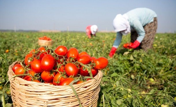 Beykozlu Çiftçilere Alım Garantili Üreticilik Müjdesi