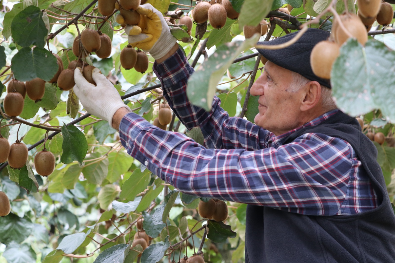 Beykoz Kivisi’nde Hasat Zamanı