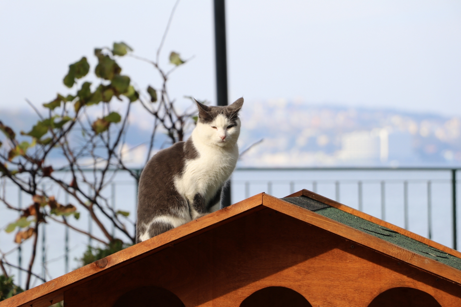 Beykoz Sokaklarına Sıcacık Kedi Evleri