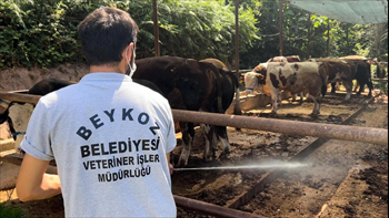 Beykoz'da Kurban Bayramı Hazırlı.jpg
